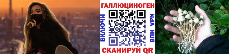 Галлюциногенные грибы Psilocybine cubensis  Северо-Курильск 